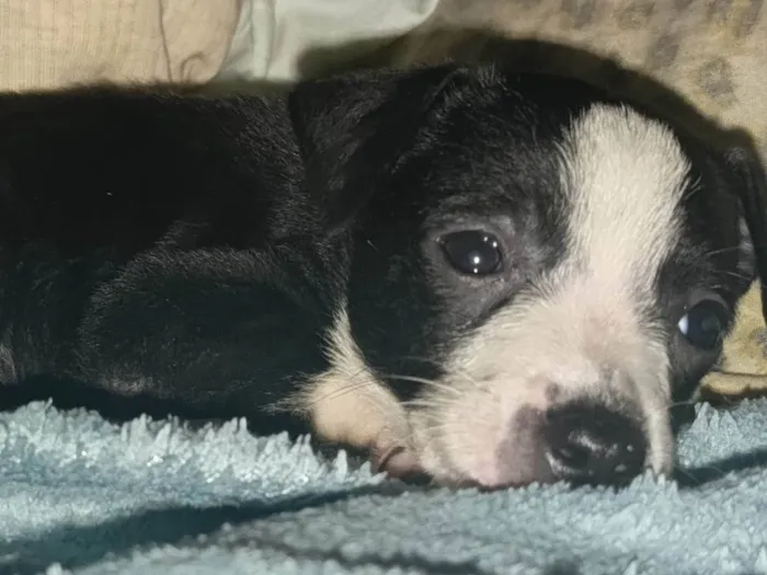 Cachorro ra a SRD-ViraLata idade Abaixo de 2 meses nome Pandorinha e Rajado