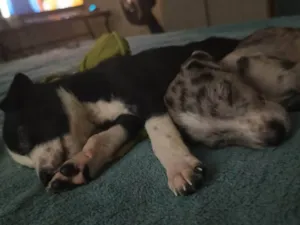 Cachorro raça SRD-ViraLata idade Abaixo de 2 meses nome Pandorinha e Rajado
