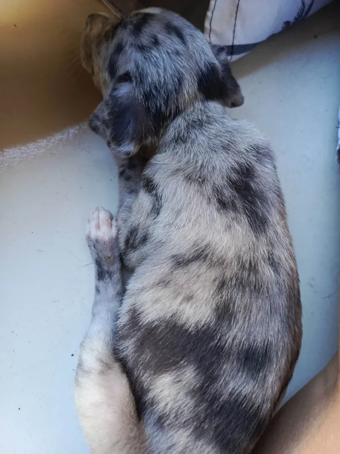 Cachorro ra a SRD-ViraLata idade Abaixo de 2 meses nome Pandorinha e Rajado
