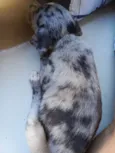 Pandorinha e Rajado