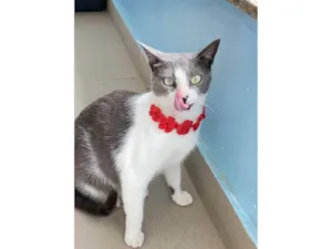 Gato raça SRD-ViraLata idade 2 anos nome Luna
