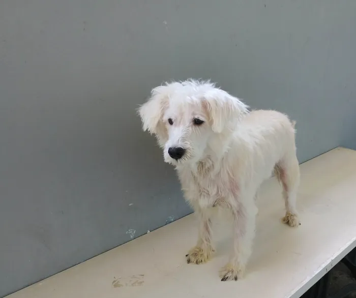 Cachorro ra a Shnauzer idade 4 anos nome Thobias 