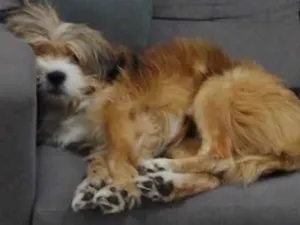 Cachorro raça SRD-ViraLata idade 5 anos nome Mingau 