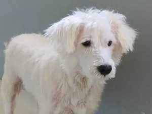 Cachorro raça Shnauzer idade 4 anos nome Thobias 
