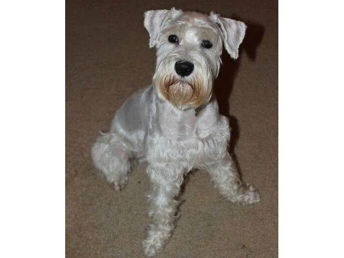 Cachorro ra a Shnauzer idade 4 anos nome Thobias 