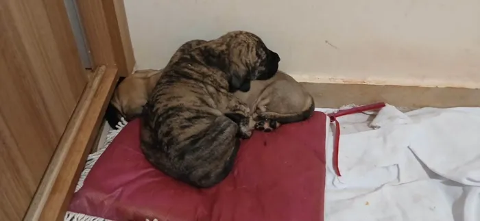 Cachorro ra a Fila idade 7 a 11 meses nome Mila
