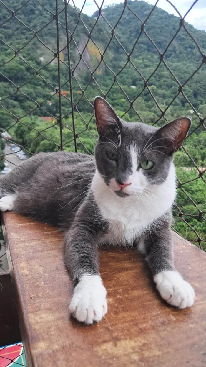 Gato ra a SRD-ViraLata idade 2 anos nome Sophie
