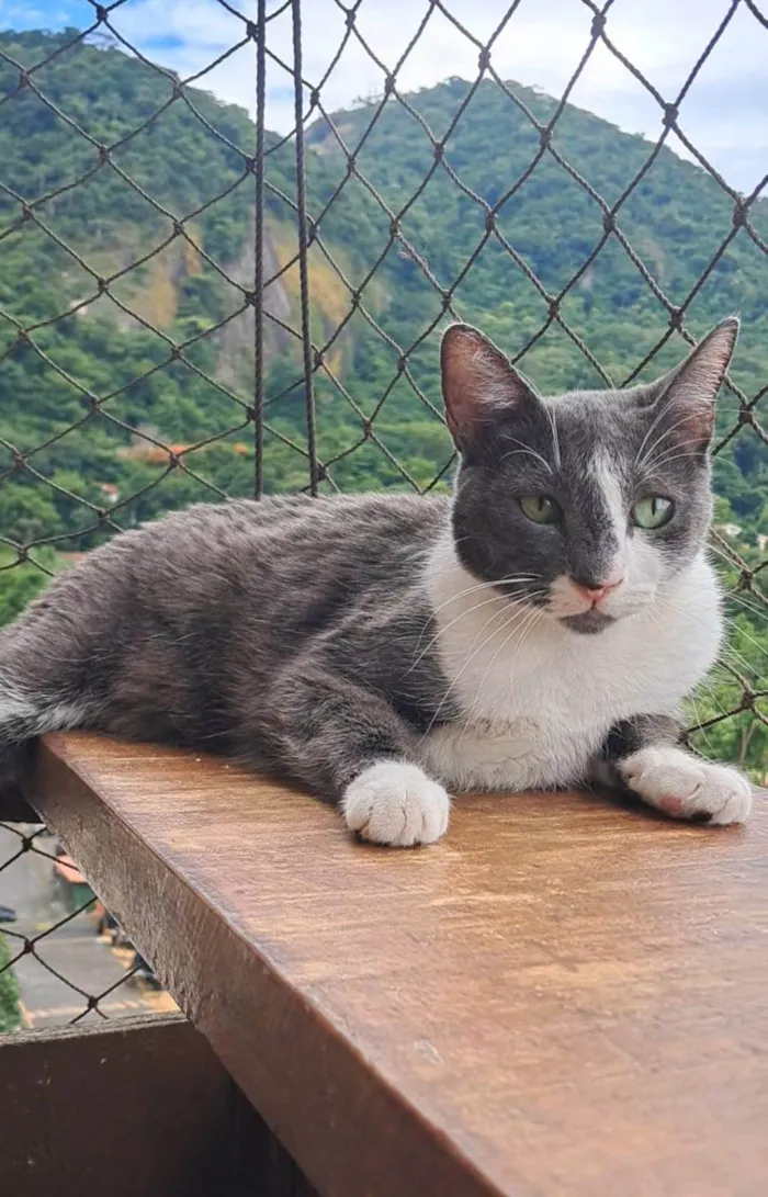 Gato ra a SRD-ViraLata idade 2 anos nome Sophie