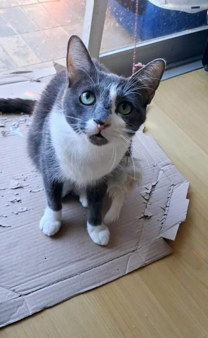 Gato ra a SRD-ViraLata idade 2 anos nome Sophie