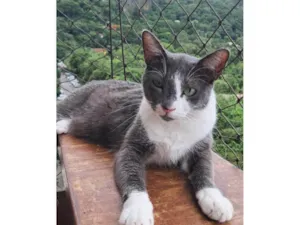 Gato raça SRD-ViraLata idade 2 anos nome Sophie