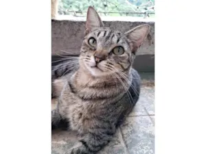 Gato raça SRD-ViraLata idade 2 anos nome Laurinha