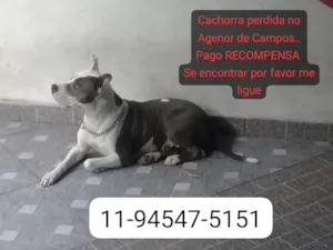 Cachorro raça Pit-Bull idade 6 ou mais anos nome Pitbull PERDIDA 