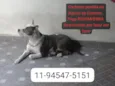 Pitbull PERDIDA