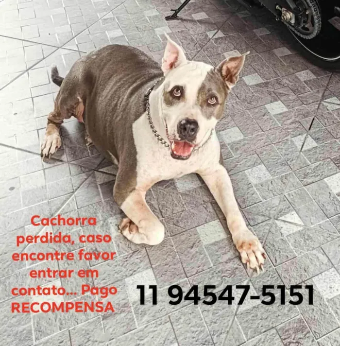 Cachorro ra a Pit-Bull idade 6 ou mais anos nome Pitbull PERDIDA 