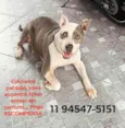 Pitbull PERDIDA