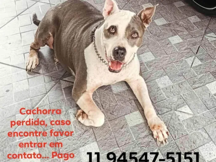 Cachorro ra a Pit-Bull idade 6 ou mais anos nome Pitbull PERDIDA 