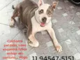 Pitbull PERDIDA