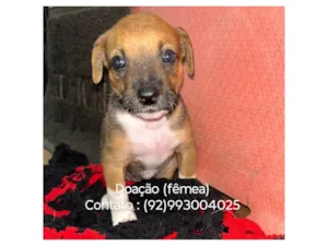 Cachorro raça SRD-ViraLata idade Abaixo de 2 meses nome Biruta