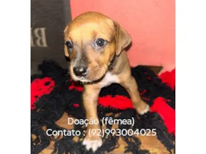 Cachorro raça SRD-ViraLata idade Abaixo de 2 meses nome Zoe