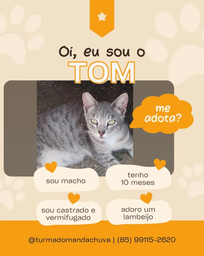 Gato ra a SRD-ViraLata idade 7 a 11 meses nome Tom