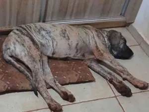 Cachorro raça Fila idade 7 a 11 meses nome Mila
