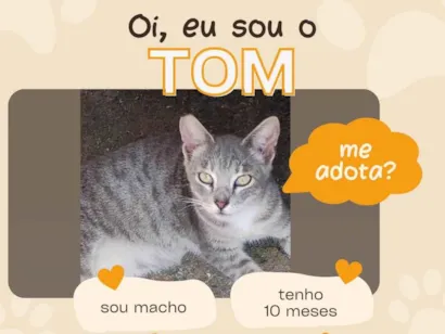 Gato raça SRD-ViraLata idade 7 a 11 meses nome Tom