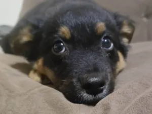Cachorro raça SRD-ViraLata idade Abaixo de 2 meses nome Pérola, Luke