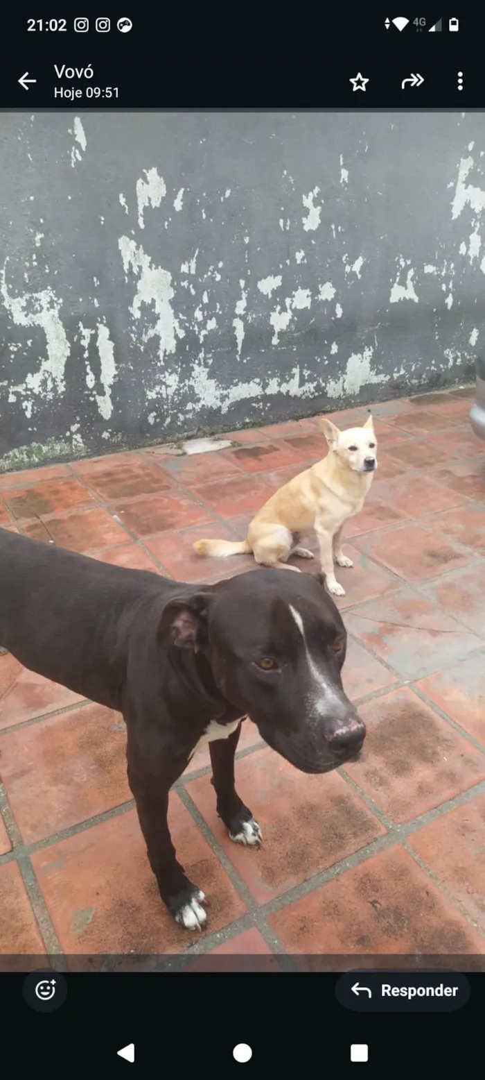 Cachorro ra a Pit-Bull idade 3 anos nome Crazy 