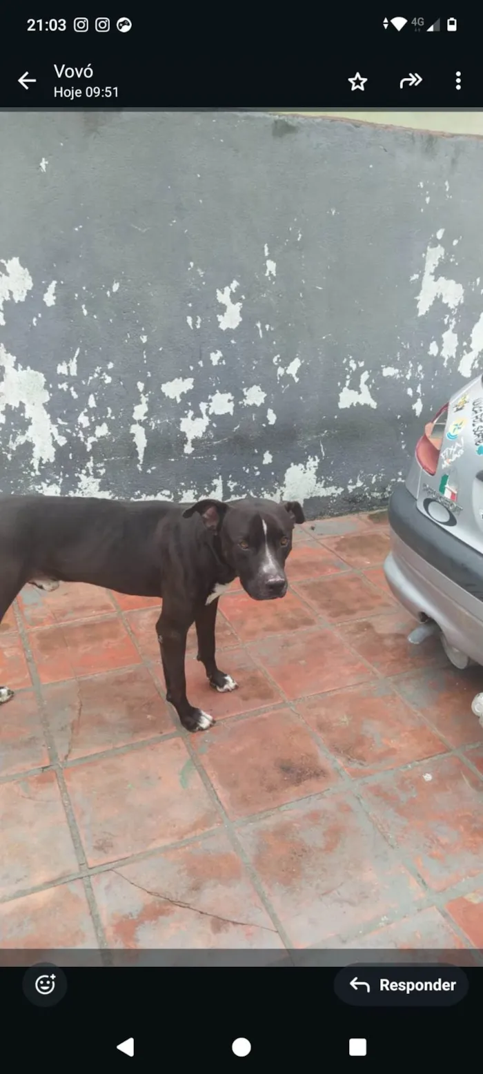 Cachorro ra a Pit-Bull idade 3 anos nome Crazy 
