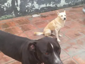 Cachorro raça Pit-Bull idade 3 anos nome Crazy 