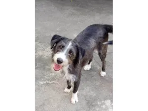 Gato raça SRD-ViraLata idade 7 a 11 meses nome Zeca