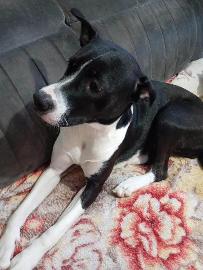 Cachorro ra a SRD-ViraLata idade 2 a 6 meses nome Falar com Yasmim - Whats 11 95390-5707