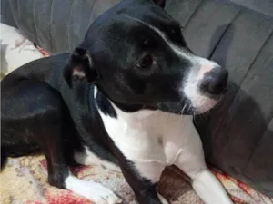 Cachorro raça SRD-ViraLata idade 2 a 6 meses nome Falar com Yasmim - Whats 11 95390-5707
