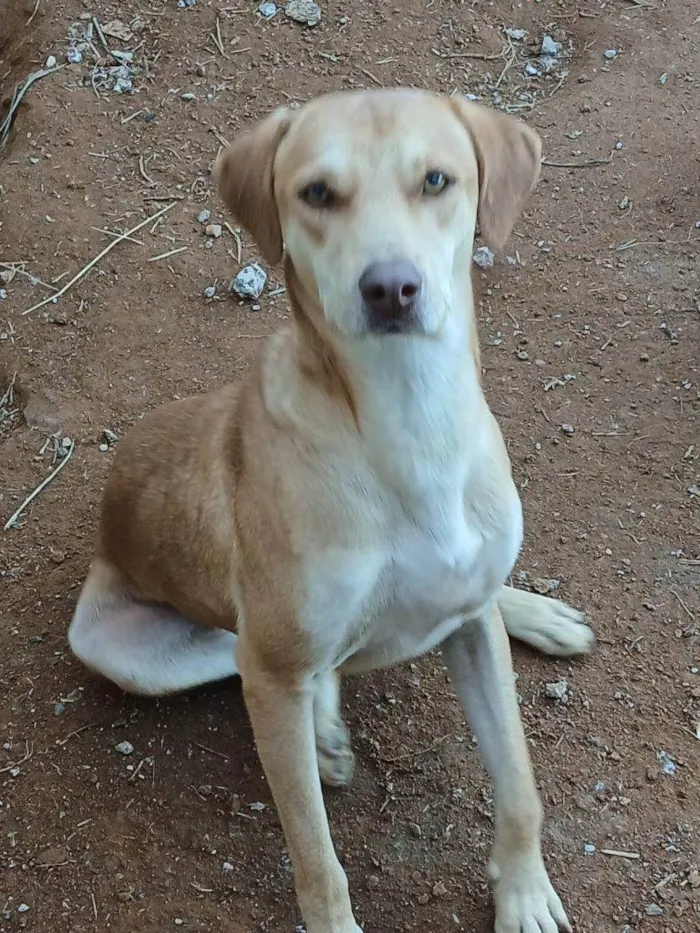 Cachorro ra a SRD-ViraLata idade 2 a 6 meses nome Falar com Debora - Whats 12 99773-9472