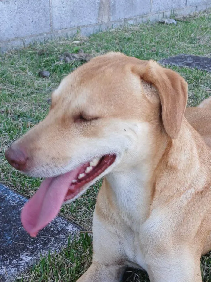 Cachorro ra a SRD-ViraLata idade 2 a 6 meses nome Falar com Debora - Whats 12 99773-9472
