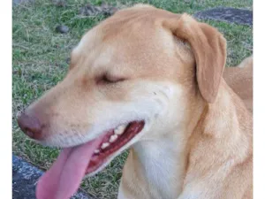 Cachorro raça SRD-ViraLata idade 2 a 6 meses nome Falar com Debora - Whats 12 99773-9472