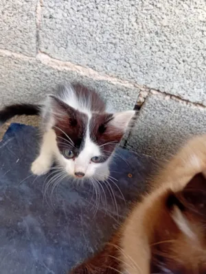 Gato raça SRD-ViraLata idade 2 a 6 meses nome Sem Nome 