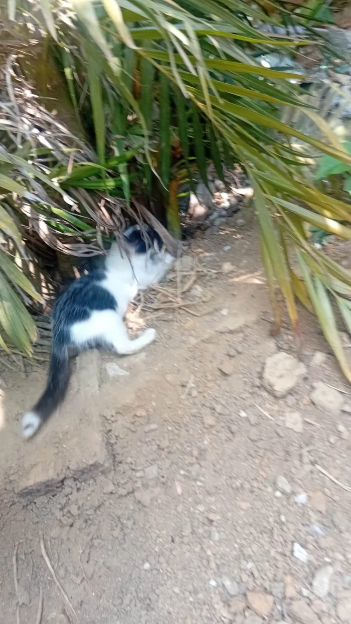 Gato ra a SRD-ViraLata idade 2 a 6 meses nome Sem Nome 