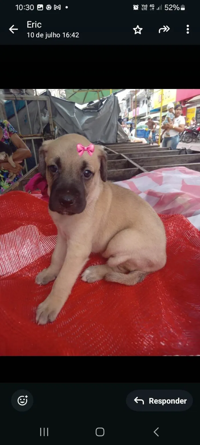 Cachorro ra a SRD-ViraLata idade 2 a 6 meses nome Loly