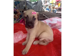 Cachorro raça SRD-ViraLata idade 2 a 6 meses nome Loly