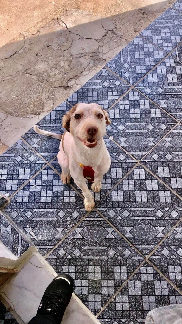 Cachorro ra a SRD-ViraLata idade 4 anos nome Thunder 