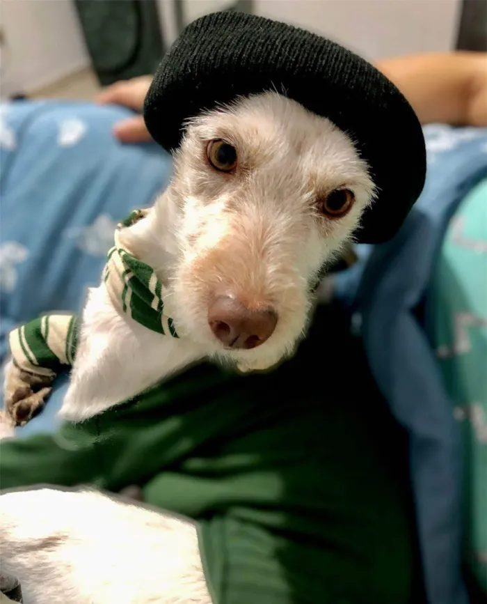Cachorro ra a SRD-ViraLata idade 4 anos nome Thunder 