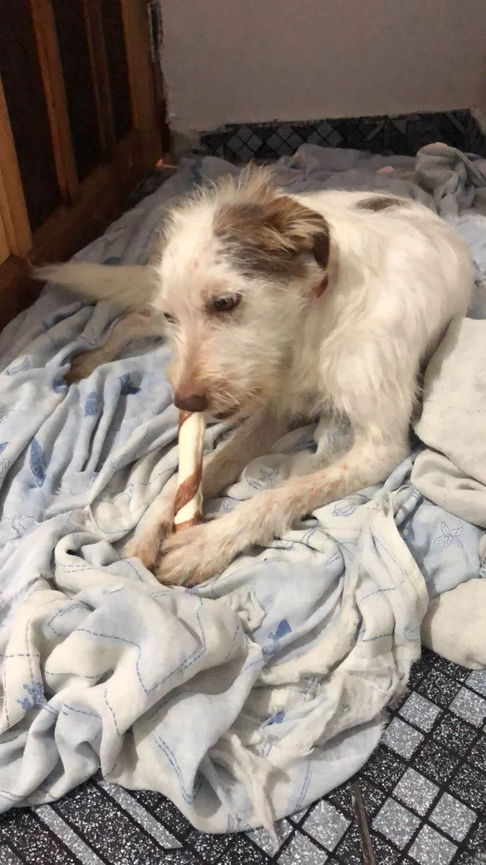 Cachorro ra a SRD-ViraLata idade 4 anos nome Thunder 