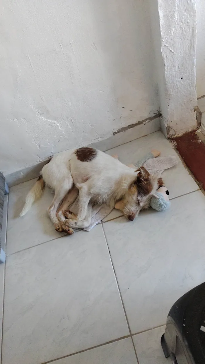 Cachorro ra a SRD-ViraLata idade 4 anos nome Thunder 