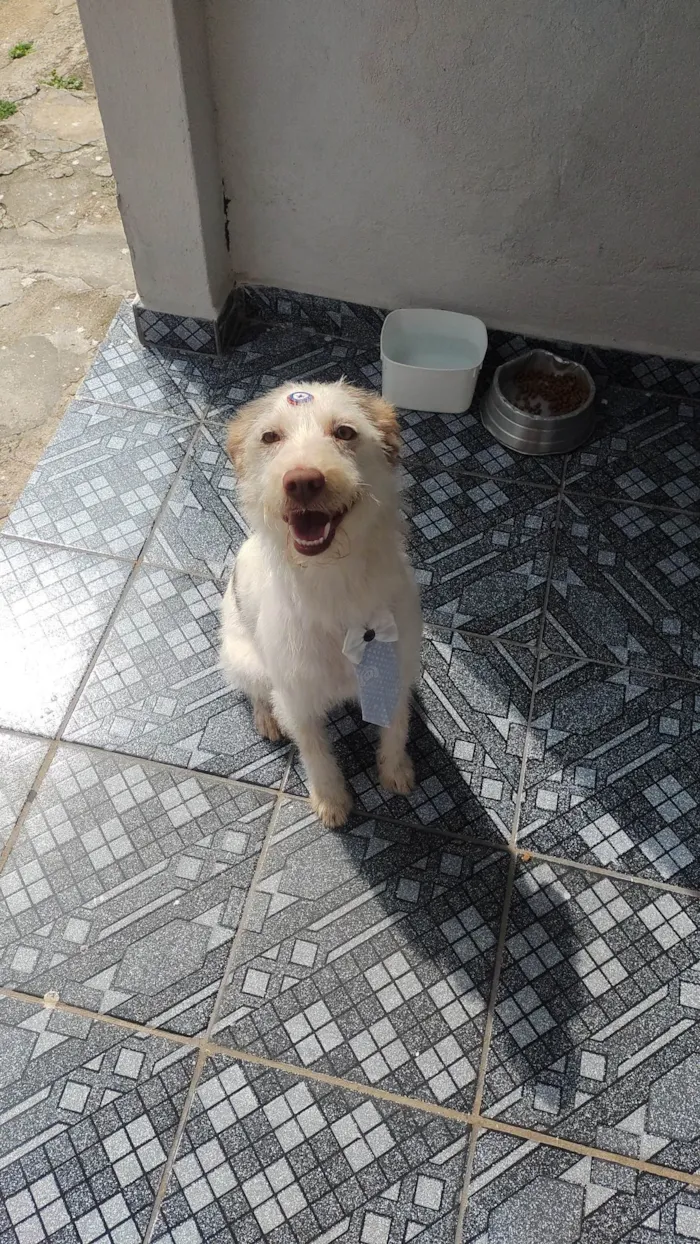 Cachorro ra a SRD-ViraLata idade 4 anos nome Thunder 