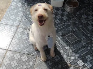 Cachorro raça SRD-ViraLata idade 4 anos nome Thunder 