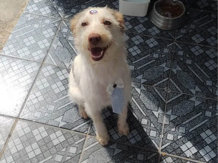 Cachorro ra a SRD-ViraLata idade 4 anos nome Thunder 