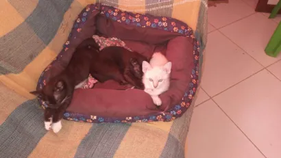 Gato raça SRD-ViraLata idade Abaixo de 2 meses nome Gata pretinha 