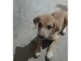 Galega
