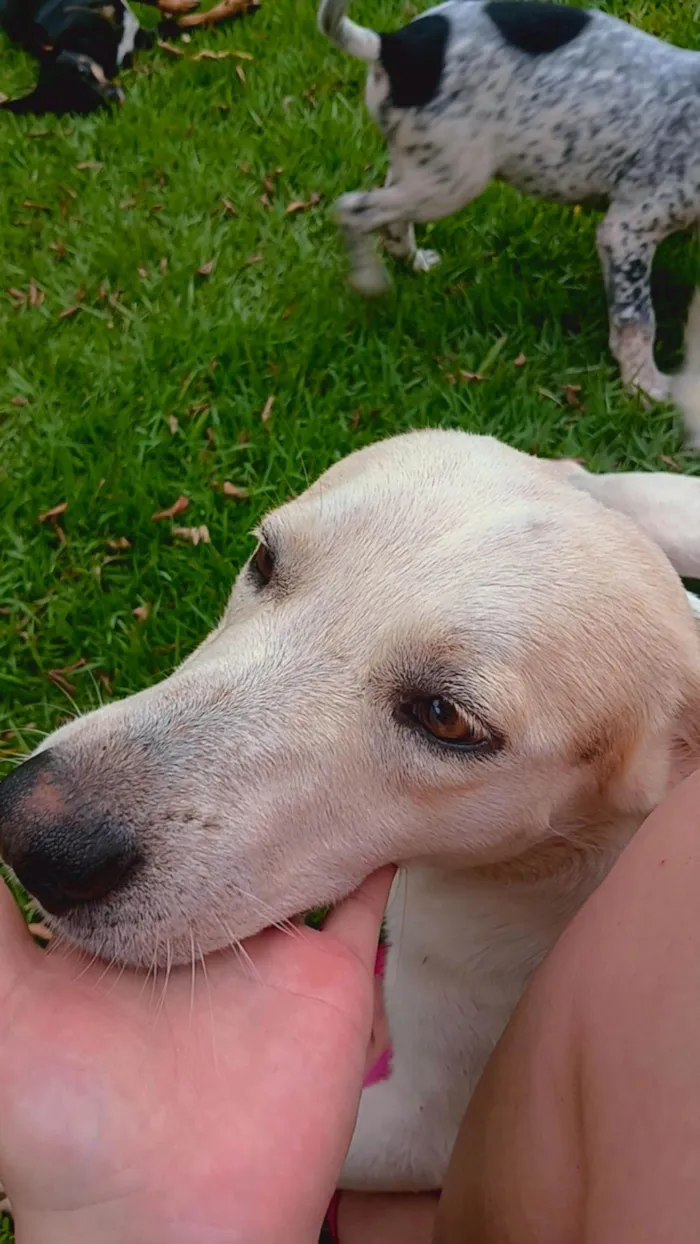 Cachorro ra a SRD-ViraLata idade 3 anos nome Duck